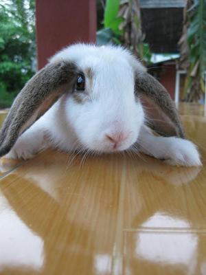 Loop Ear Rabbit - Lop Eared Rabbit