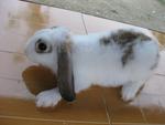 Loop Ear Rabbit - Lop Eared Rabbit