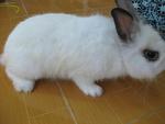 Angora - Angora Rabbit Rabbit