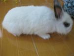 Angora - Angora Rabbit Rabbit