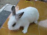 Angora - Angora Rabbit Rabbit