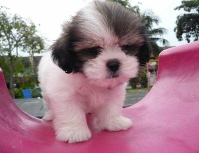 Gooby - Shih Tzu Dog