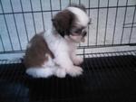 Gooby - Shih Tzu Dog