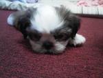 Gooby - Shih Tzu Dog