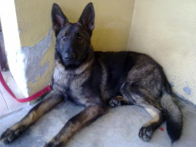 Kenzo - German Shepherd Dog Dog