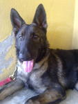 Kenzo - German Shepherd Dog Dog