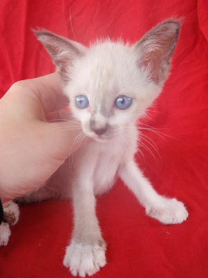 Blue Eyes Boy - Siamese + Domestic Short Hair Cat