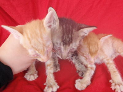 3 Blind Kittens Need Help - Domestic Short Hair Cat