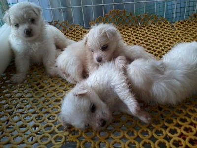 Maltese Cute .white - Maltese Dog