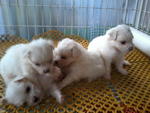 Maltese Cute .white - Maltese Dog