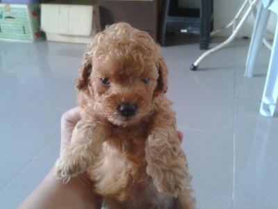 Toy Poodle  Puppy  - Poodle Dog