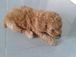 Toy Poodle  Puppy  - Poodle Dog