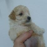 Toy Poodle  Puppy  - Poodle Dog