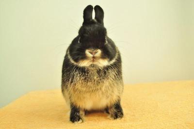 Netherland Dwarf - Black Otter 27 - Netherland Dwarf Rabbit