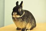 Netherland Dwarf - Black Otter 27 - Netherland Dwarf Rabbit