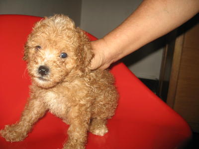 Poddle - Poodle Dog