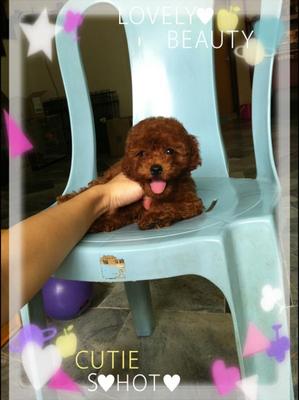 Super Red  Toy Poodle(Urgent) - Poodle Dog