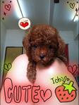 Taiwan Tiny Toy Poodle Mka*video - Poodle Dog