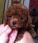 Taiwan Tiny Toy Poodle Mka*video - Poodle Dog