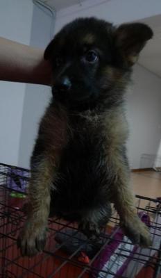 German Shepherd - German Shepherd Dog Dog