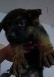 German Shepherd - German Shepherd Dog Dog