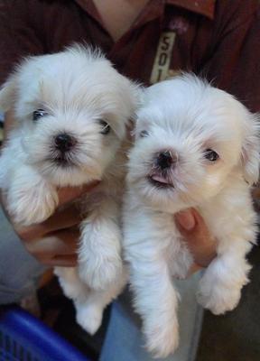 Maltese Tiny Parents Taiwan Importe - Maltese Dog