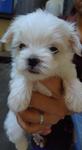 Maltese Tiny Parents Taiwan Importe - Maltese Dog