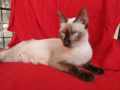 Siamese Mom - Siamese Cat