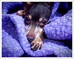 Jaeng Yee - Miniature Pinscher Dog