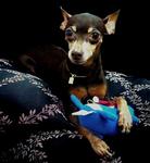 Jaeng Yee - Miniature Pinscher Dog