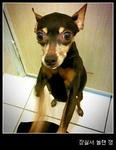 Jaeng Yee - Miniature Pinscher Dog