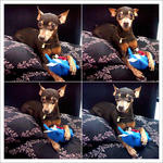 Jaeng Yee - Miniature Pinscher Dog