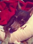 Jaeng Yee - Miniature Pinscher Dog