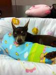 Jaeng Yee - Miniature Pinscher Dog