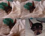 Jaeng Yee - Miniature Pinscher Dog