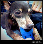 Jaeng Yee - Miniature Pinscher Dog