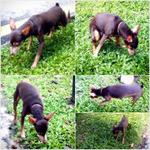 Jaeng Yee - Miniature Pinscher Dog