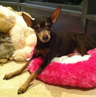 Jaeng Yee - Miniature Pinscher Dog