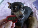 Jaeng Yee - Miniature Pinscher Dog