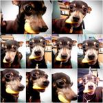 Jaeng Yee - Miniature Pinscher Dog