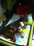 Jaeng Yee - Miniature Pinscher Dog