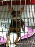 Jaeng Yee - Miniature Pinscher Dog