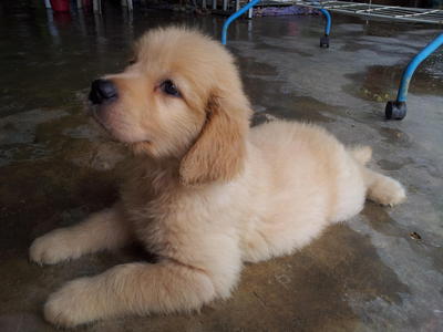 Golden Retriever Puppies - Golden Retriever Dog