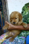 Golden Retriever Puppies - Golden Retriever Dog