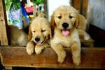 Golden Retriever Puppies - Golden Retriever Dog