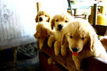 Golden Retriever Puppies - Golden Retriever Dog