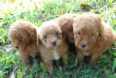 Toy Poodle - Poodle Dog