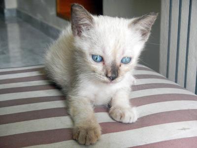 Snow - Oriental Short Hair Cat