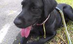 Alice/lise - Labrador Retriever Dog