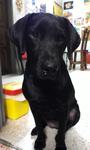 Alice/lise - Labrador Retriever Dog